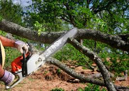 Best Seasonal Cleanup  in Belle, MO